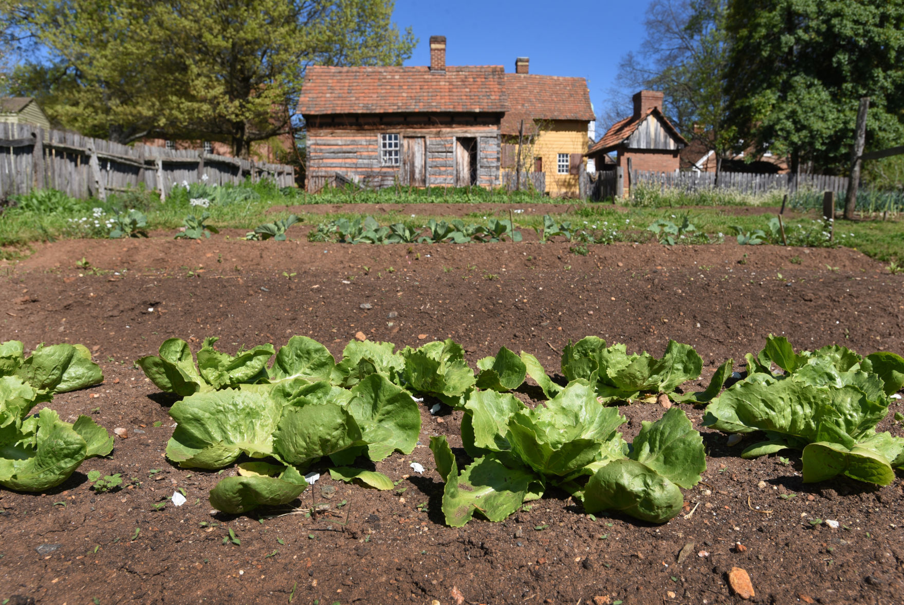 Old Salem gardens